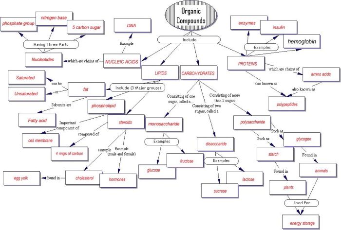 Macromolecules of living things worksheet