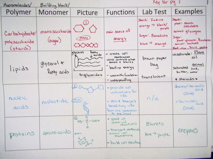 Macromolecules of living things worksheet