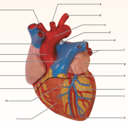 Exercise 21 review sheet gross anatomy of the heart