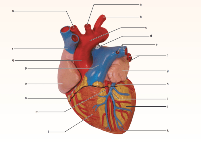 Exercise 21 review sheet gross anatomy of the heart