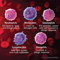 Response immune secondary primary cells clonal selection between difference cell antibody memory plasma responses produced antibodies lymphocytes during vs differentiation