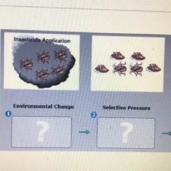 Bioflix activity mechanisms of evolution natural selection pesticides