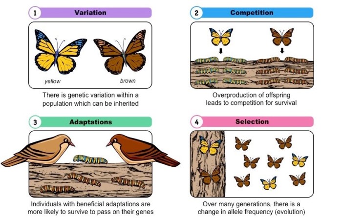 Evolution mechanisms concepts reviewing identify