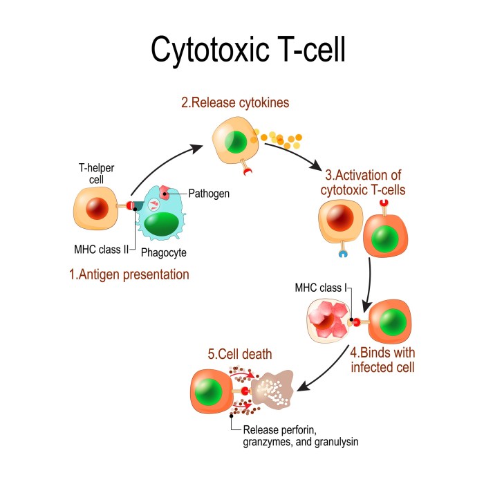 Which of the following statements about t lymphocytes is false