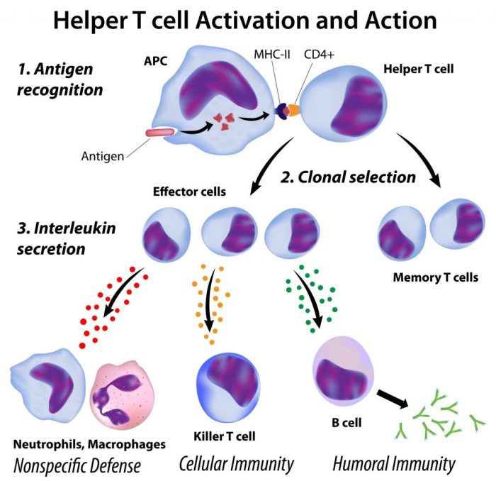 Which of the following statements about t lymphocytes is false